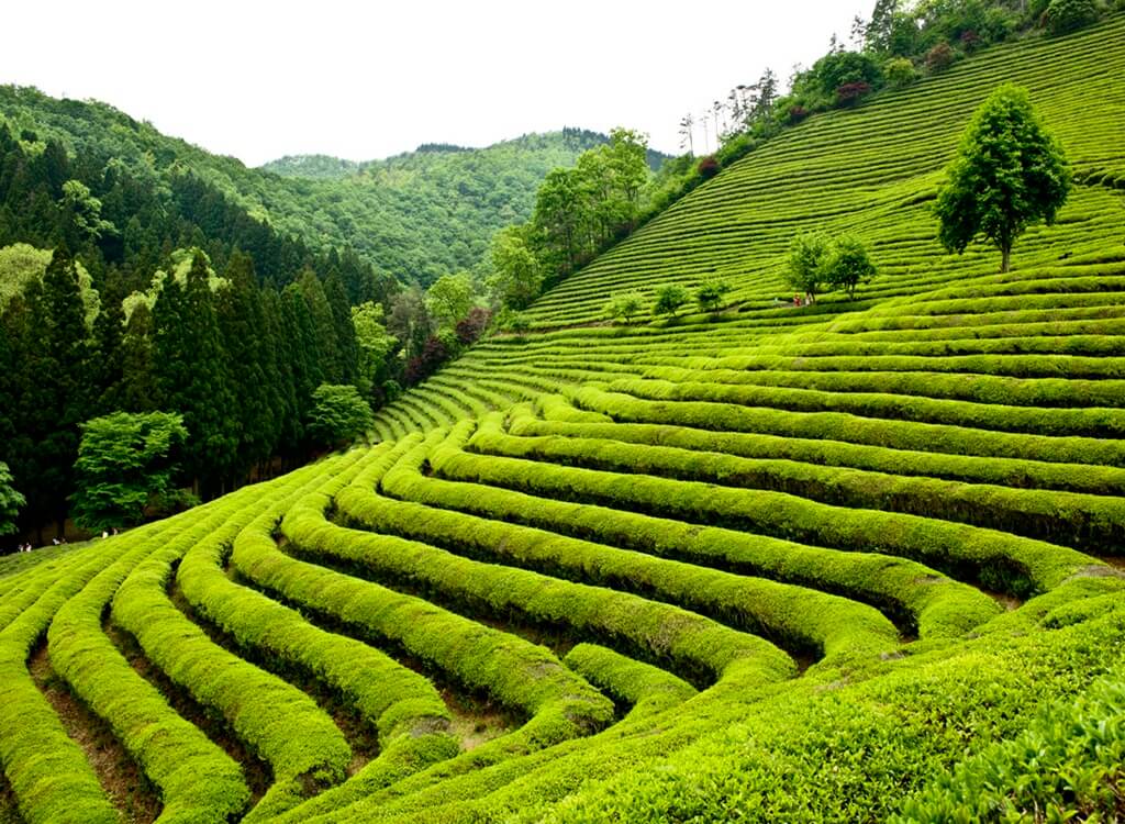 Boseong Yeşil Çay Festivali