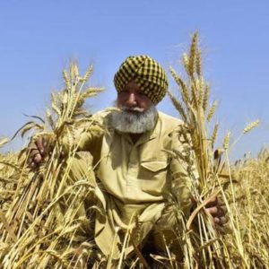 Hindistan’ın ihracat yasağı dünyayı olumsuz etkiliyor.
