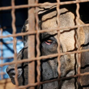Güney Kore’de köpek eti ticareti yasaklandı