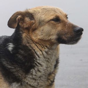 Ankara’da sokak köpekleri için tarihi karar