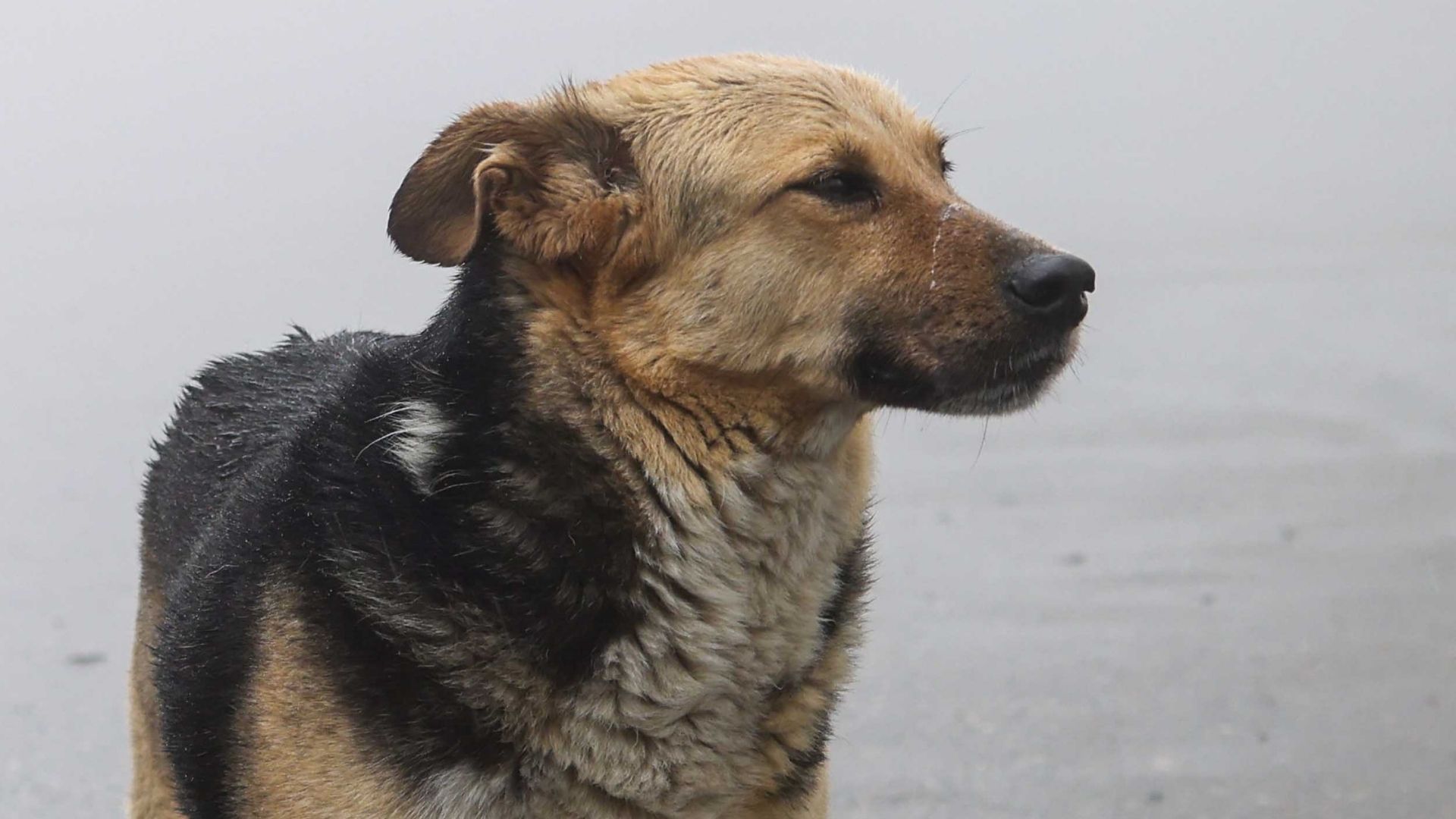 Ankara’da sokak köpekleri için tarihi karar