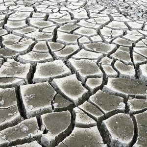 Türkiye’nin kuş cennetlerinde kuraklık alarmı!