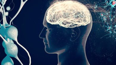 Alzheimer’da dikkat çeken bağırsak bağlantısı