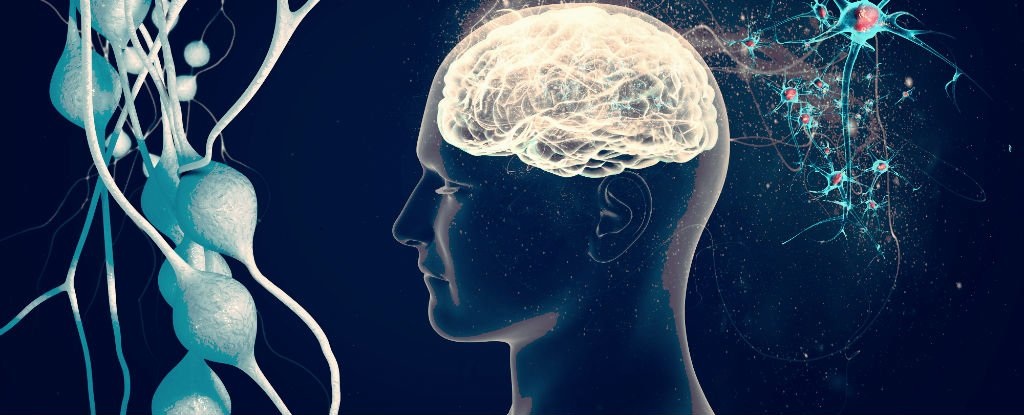 Alzheimer’da dikkat çeken bağırsak bağlantısı