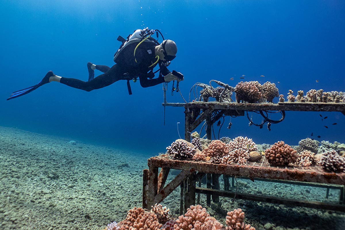 Sharm El Sheikh’in otelleri ve turistik bölgeleri, Kızıldeniz kıyısında kısa süreli tatil planlayan ziyaretçilere farklı konaklama ve eğlence seçenekleri sunuyor.